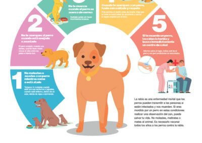 La rabia es una enfermedad mortal que los perros pueden transmitir a las personas si están infectados y nos muerden.